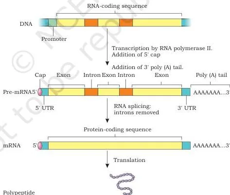 Post-transcriptional modifications of pre-mRNA in order: 5' capping, splicing that removes introns and joins exons, and addition of a poly-A tail at the 3' end