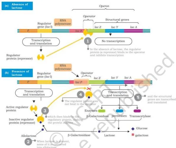 Regulation of the lac operon in two states: without lactose the active repressor blocks the operator, and with lactose allolactose inactivates the repressor so RNA polymerase transcribes the structural genes