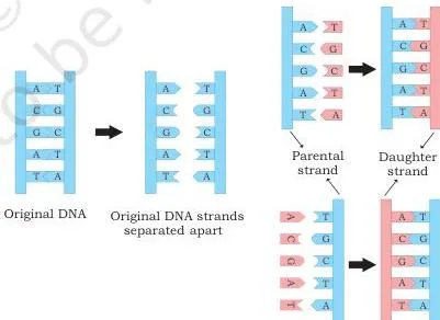 Semiconservative mode of DNA replication