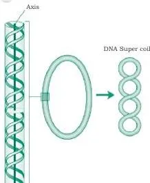 Supercoiling of prokaryotic DNA: the axis of the double helix coils on itself to form a superhelix, showing how a long circular bacterial chromosome is compacted