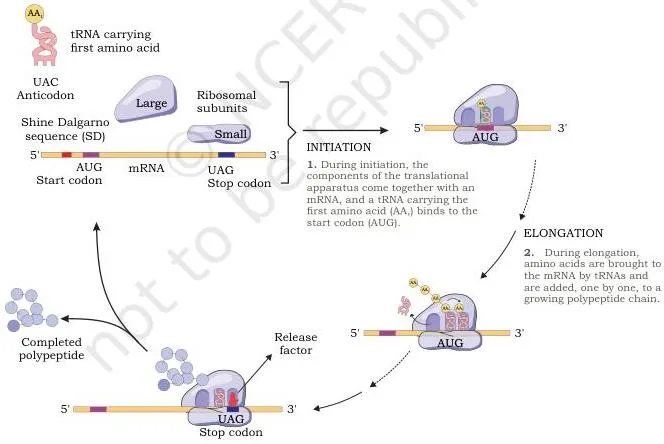 Translation process in prokaryotes showing the ribosome with its A site, P site and E site, the mRNA, and the growing polypeptide chain