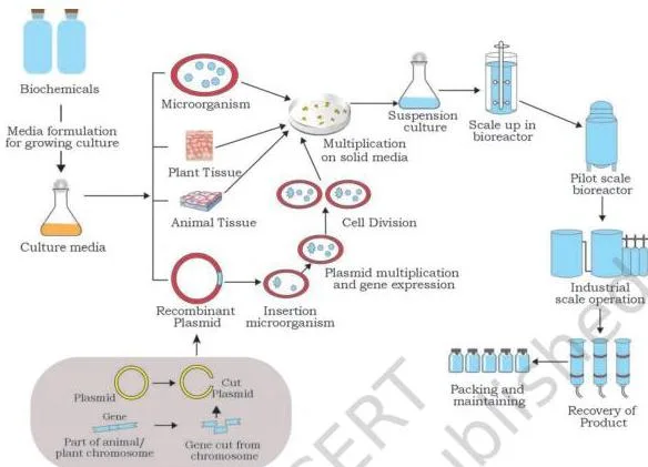 Summary flow chart of bioprocess development running from culture preparation through media and condition optimisation to fermentation and product recovery