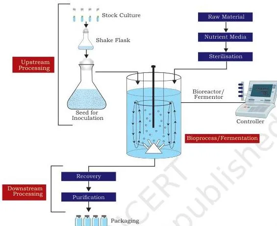Flow diagram of the two stages of a bioprocess, with upstream preparation feeding into the bioreactor and downstream recovery ending in the purified product
