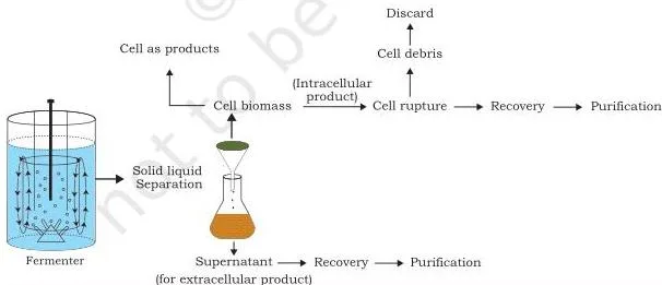 Flow diagram of the major steps in downstream processing from culture broth through solid-liquid separation, cell disruption, recovery and purification to the final product
