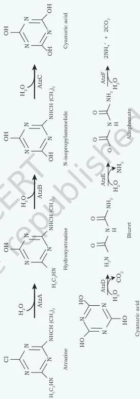 Bioremediation Class 12: NCERT Biotechnology Chapter 11 After its release each pesticide undergoes a series of reactions for exhibiting its property in the target organism, i.e., pests.