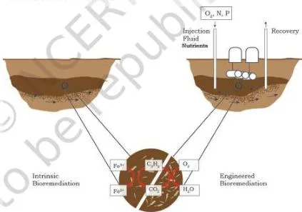 Bioremediation Class 12: NCERT Biotechnology Chapter 11 Diagram of in situ bioremediation with an injection well pumping oxygen and growth-promoting substances into contaminated soil and an extraction well drawing treated groundwater upward