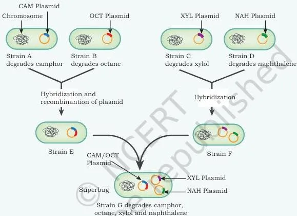 Bioremediation Class 12: NCERT Biotechnology Chapter 11 Diagram of four Pseudomonas donor strains carrying hydrocarbon-degrading genes on plasmids, with rDNA technology combining those genes into a single Pseudomonas putida that degrades camphor, naphthalene, octane and xylene