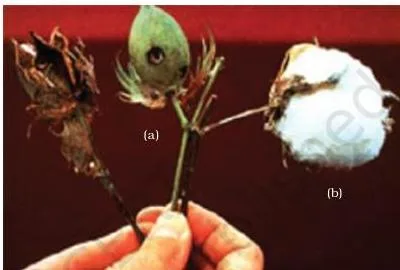 Biotechnology and its Applications Class 12 PDF Two cotton bolls side by side, the left one destroyed by bollworm feeding and the right one fully mature with open white fibre, contrasting an unprotected crop with a protected one