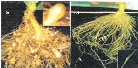 Biotechnology and its Applications Class 12 PDF Roots of a transgenic tobacco plant five days after deliberate nematode infection, still healthy because host-generated dsRNA silenced the nematode's mRNA