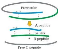 Biotechnology and its Applications Class 12 PDF Simplified diagram of pro-insulin maturing into insulin, with the extra C peptide stretch removed while chains A and B are joined by disulphide bridges
