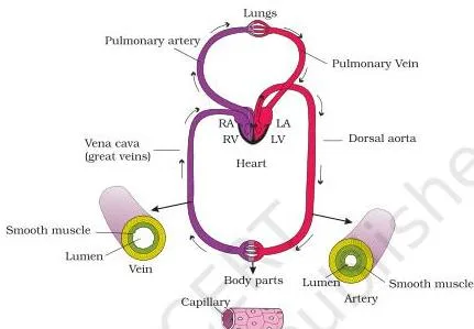 Body Fluids and Circulation Class 11: NCERT Chapter 15 PDF Schematic plan of human blood circulation tracing deoxygenated blood from the right ventricle to the lungs and oxygenated blood through the body, with the hepatic portal vein to the liver