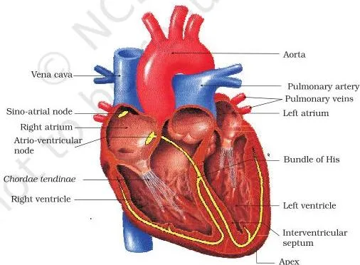 Body Fluids and Circulation Class 11: NCERT Chapter 15 PDF Cutaway section of the human heart labelling the four chambers, the septa, tricuspid and bicuspid valves, semilunar valves and the nodal tissue of the SAN and AVN