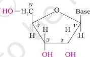 Biomolecules Class 12 Notes for CBSE Board Revision Nucleoside structure with a nitrogenous base attached to the 1' position of a pentose sugar whose carbon atoms are numbered with primes