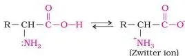 Carbohydrates Class 12: NCERT Biomolecules Chapter (Unit 10) Amino acids as colourless crystalline solids, illustrating their salt-like, high-melting behaviour