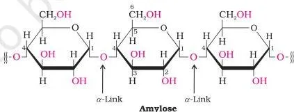 Biomolecules Class 12 Notes for CBSE Board Revision Branched amylopectin molecule showing C1-C4 glycosidic chains with C1-C6 branch points, the insoluble component forming 80 to 85 percent of starch