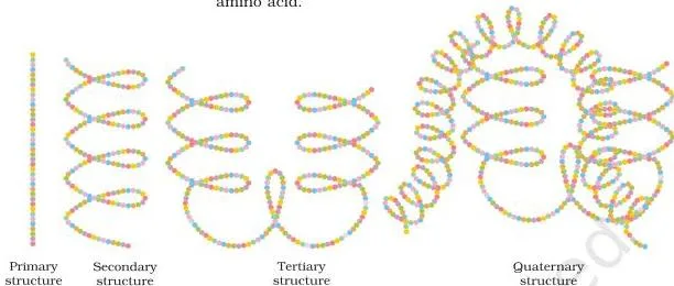 Carbohydrates Class 12: NCERT Biomolecules Chapter (Unit 10) Diagrammatic protein structure showing primary, secondary, tertiary and quaternary levels with two subunits of two types, each ball an amino acid