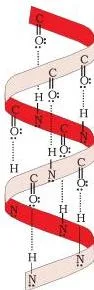 Biomolecules Class 12 Notes for CBSE Board Revision Alpha-helix structure of proteins with the polypeptide chain coiled in a right-handed screw and hydrogen bonds between -NH and C=O groups of adjacent turns