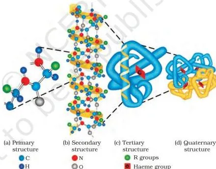 Biomolecules Class 12 Notes for CBSE Board Revision Diagrammatic representation of the four levels of protein structure: primary sequence, secondary folding, tertiary overall fold and quaternary subunit arrangement, each ball an amino acid