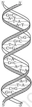 Biomolecules Class 12 Notes for CBSE Board Revision Formation of a dinucleotide as two nucleotides join by a phosphodiester linkage between the 5' carbon of one sugar and the 3' carbon of the next