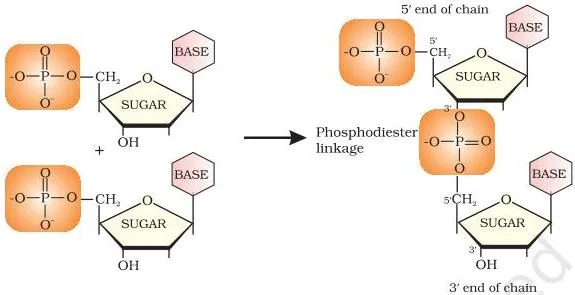 Carbohydrates Class 12: NCERT Biomolecules Chapter (Unit 10) Formation of a dinucleotide showing nucleotides joined by a phosphodiester linkage between the 5 and 3 carbons of the sugars