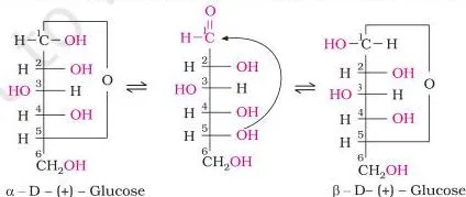Biomolecules Class 12 Notes for CBSE Board Revision Glucose open chain closing into a six-membered cyclic hemiacetal ring as the -OH at C5 adds to the -CHO group, explaining why glucose gives no Schiff's test