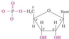Carbohydrates Class 12: NCERT Biomolecules Chapter (Unit 10) Structure of a nucleoside (base plus sugar) and a nucleotide (nucleoside with a phosphate at the 5 position)