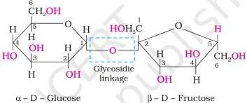 Biomolecules Class 12 Notes for CBSE Board Revision Sucrose molecule showing alpha-D-glucose linked to beta-D-fructose through a glycosidic linkage between C1 and C2 that makes sucrose non-reducing