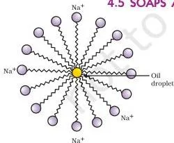 Carbon and its Compounds Class 10: Chapter 4 PDF Download Micelle with soap molecules' ionic heads facing outward into water and hydrocarbon tails facing inward toward the oil droplet