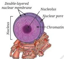 Cell the Building Block of Life Class 9 Notes Progression from a cell to nucleus to chromosome to DNA — showing how genetic information is packaged inside the cell