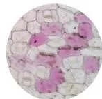 Cell the Building Block of Life Class 9 Notes Onion peel cells box-shaped and regularly arranged beside irregular human cheek cells — the presence of a cell wall explains the difference in shape