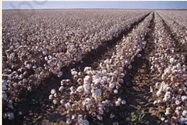 A large US cotton farm owned by a corporation, subsidised cotton sold cheaply abroad and flooding developing-country markets