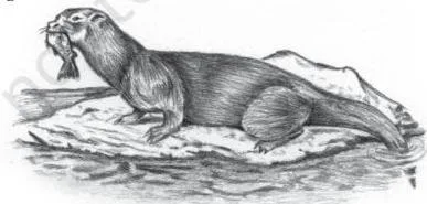 Mijbil the Otter Class 10 Notes: Summary & Theme Otter lying on its back juggling a small object between its paws, demonstrating the marble-play described in the chapter