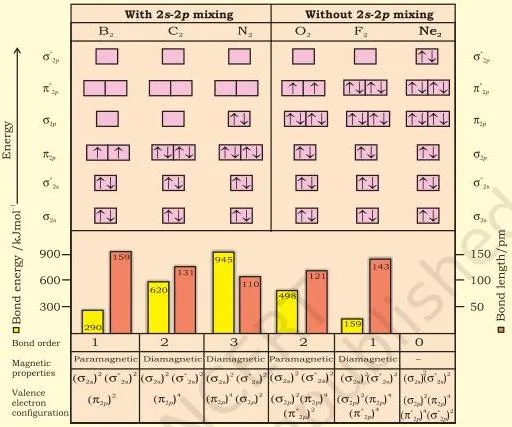 Chemical Bonding and Molecular Structure Class 11 Chapter 4 PDF Molecular orbital occupancy chart for the homonuclear diatomic molecules B2 through Ne2 showing how electron configuration relates to molecular properties
