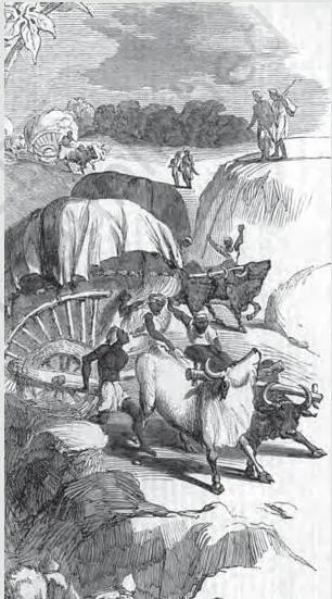 Colonialism and the Countryside: NCERT Class 12 History Chapter 1 Workers carrying cotton bales along a village path on the way to the market or mandi, showing the commodity trade that linked Indian villages to world markets