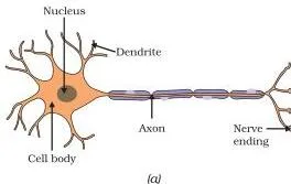 Control and Coordination Class 10: Chapter 6 PDF Labelled structure of a neuron showing dendrites that receive information, a cell body, a long axon and the synapse at its end