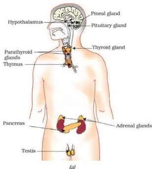 Control and Coordination Class 10: Chapter 6 PDF Diagram of the endocrine glands in a human male body, including the pituitary, thyroid, adrenal glands, pancreas and testes