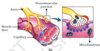 NCERT Solutions for Class 10 Science Chapter 6 Control and Coordination Neuron structure showing dendrites, cell body with nucleus, and axon transmitting impulses to a muscle