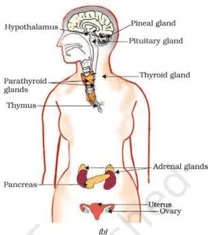 NCERT Solutions for Class 10 Science Chapter 6 Control and Coordination Labelled diagram of endocrine glands showing the adrenal glands located above the kidneys