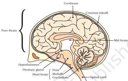 Control and Coordination Class 10: Chapter 6 PDF Labelled human brain showing the fore-brain, mid-brain and hind-brain, each region responsible for different coordinating functions