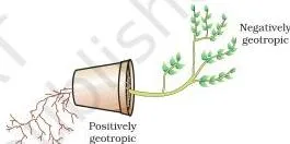 Control and Coordination Class 10: Chapter 6 PDF Plant seedling with its root growing downward and its shoot growing upward in response to gravity, demonstrating geotropism
