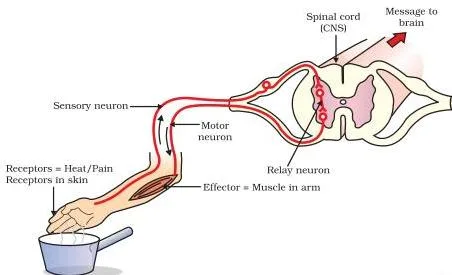 Control and Coordination Class 10: Chapter 6 PDF Reflex arc diagram tracing a sensory impulse from the skin into the spinal cord and a motor impulse back out to a muscle, bypassing the brain