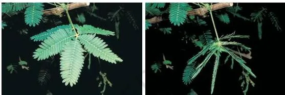Control and Coordination Class 10: Chapter 6 PDF Leaves of the sensitive plant folding and drooping after they are touched, showing rapid plant movement that involves no growth