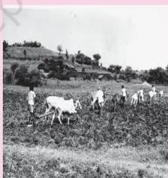 Development Policies and Experience (1947-90) Class 11 Indian farmland under British colonial rule, illustrating the agricultural stagnation the chapter contrasts with seventeenth-century prosperity