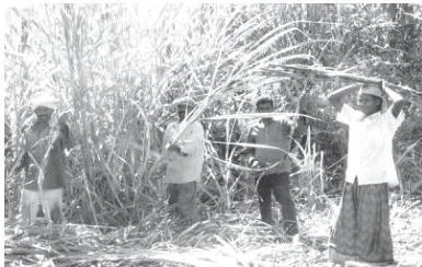 Employment : Growth, Informalisation and Other Issues — NCERT Class 11 Economics Chapter 6 Sugar cane cutters: disguised unemployment is common in farm works