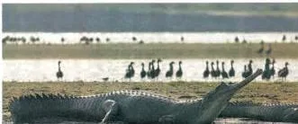 Forest and Wildlife Resources Class 10: NCERT Chapter 2 PDF Dhruvian Iban complex of the last 10 years drastic decline in a