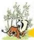 Forest and Wildlife Resources Class 10: NCERT Chapter 2 PDF In India joint forest management (JFM) programme furnishes a good example for involving local communities in the management and restoration of degraded