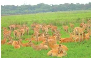 Forest and Wildlife Resources Class 10: NCERT Chapter 2 PDF Rhino and deer in Kaziranga National Park