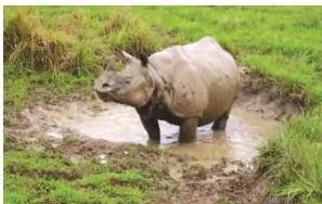 Forest and Wildlife Resources Class 10: NCERT Chapter 2 PDF One-horned rhinoceros and deer grazing together in Kaziranga National Park, showing a protected habitat where threatened species can coexist