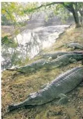 Forest and Wildlife Resources Class 10: NCERT Chapter 2 PDF WHATY trouble of mist rise definitely from the water surface, tinged gold by the dawn.