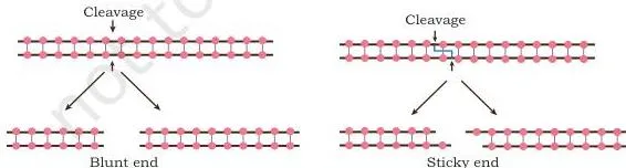 Gene Cloning Class 12 NCERT Biotechnology Chapter 3 An exonuclease removing nucleotides one at a time from the end of a DNA strand